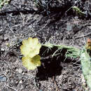 Image of Opuntia inaequilateralis A. Berger