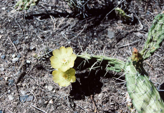 Image of Opuntia inaequilateralis A. Berger