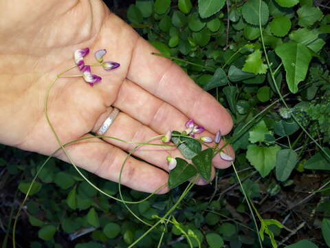 Image of Dolichos hastiformis E. Mey.