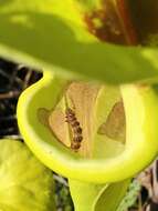 Image of Pitcher Plant Mining Moth