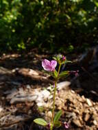 Image of Layne's monkeyflower