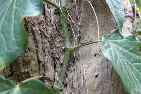 Image of Betel pepper