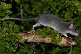 Image of long-tailed pouched rat