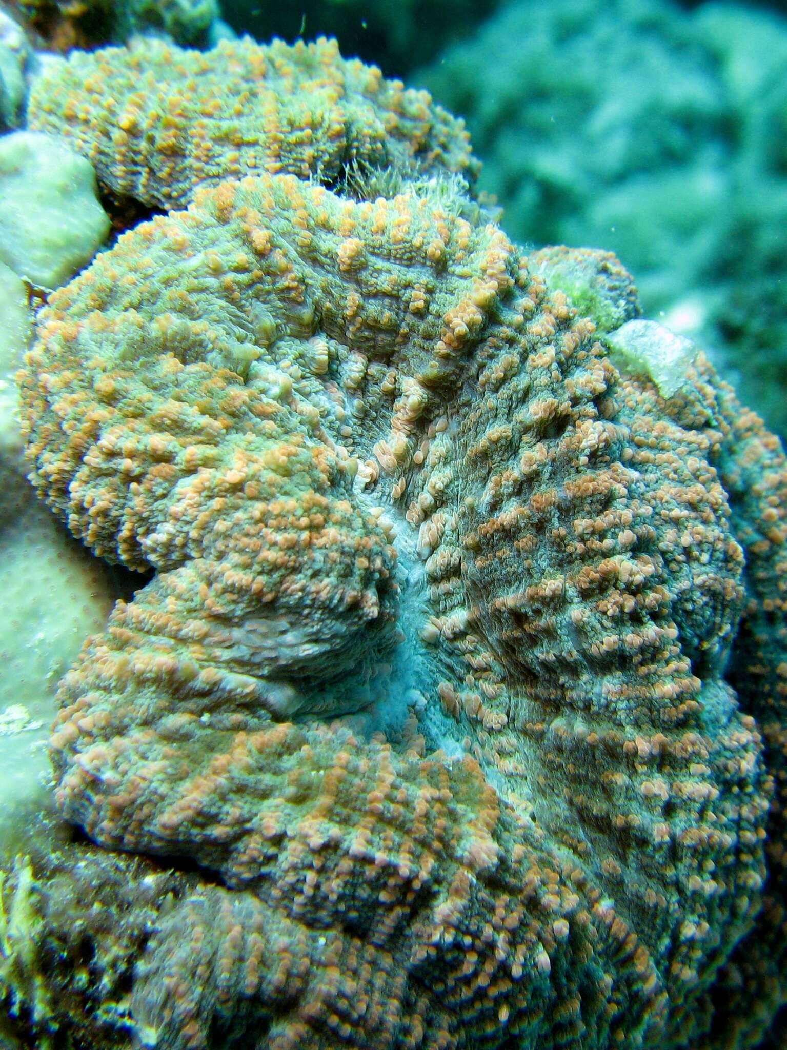 Image of Spiny flower coral