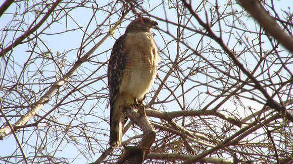 Image of Red-shouldered Hawk