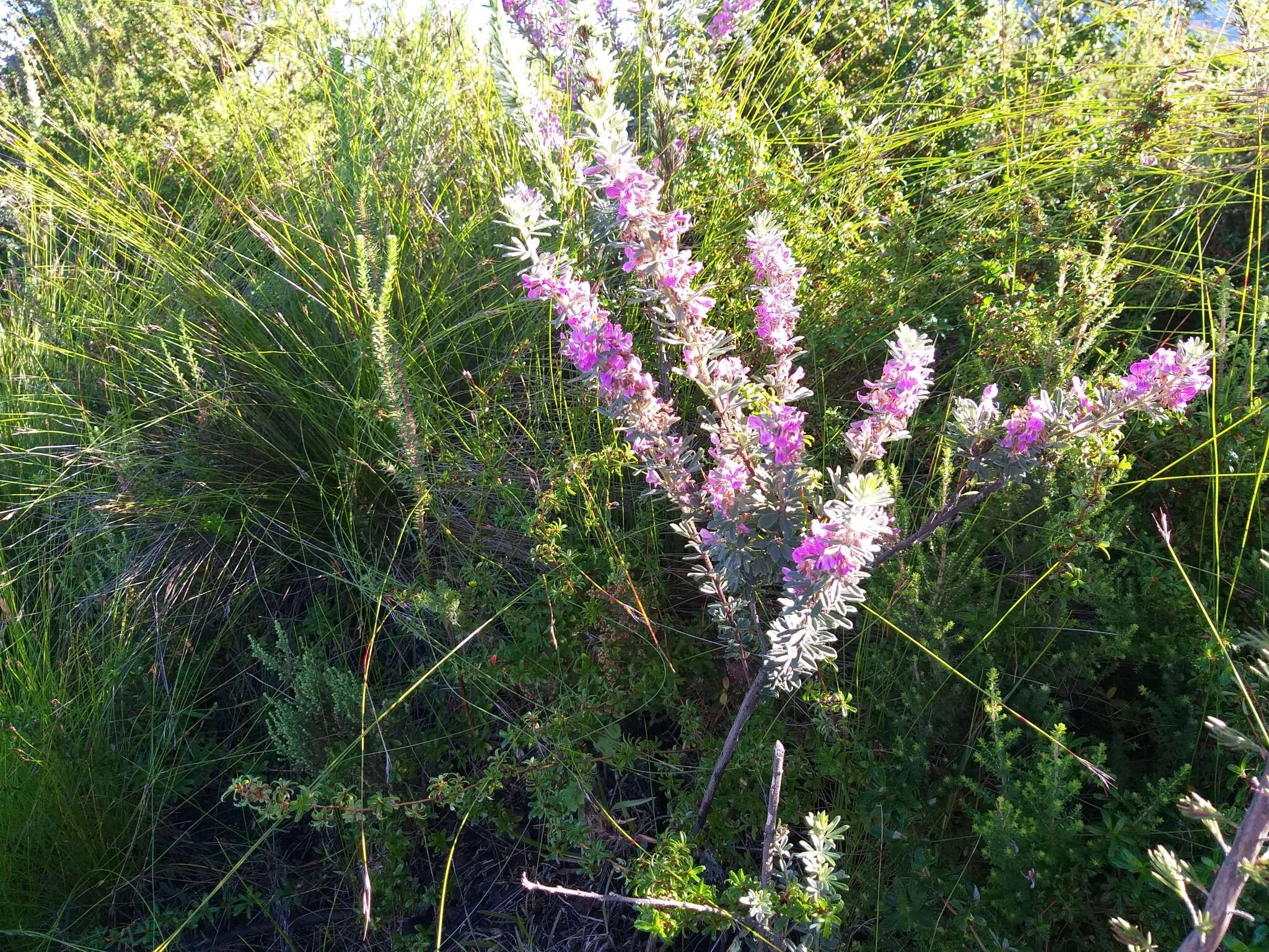 Indigofera hispida Eckl. & Zeyh.的圖片