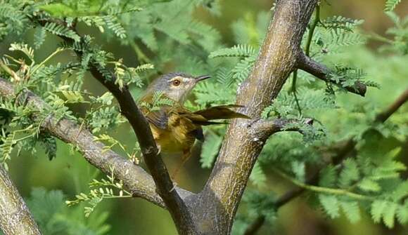 Prinia flaviventris (Delessert 1840) resmi