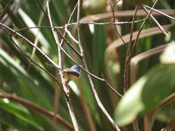 Image of Lovely Fairy-wren