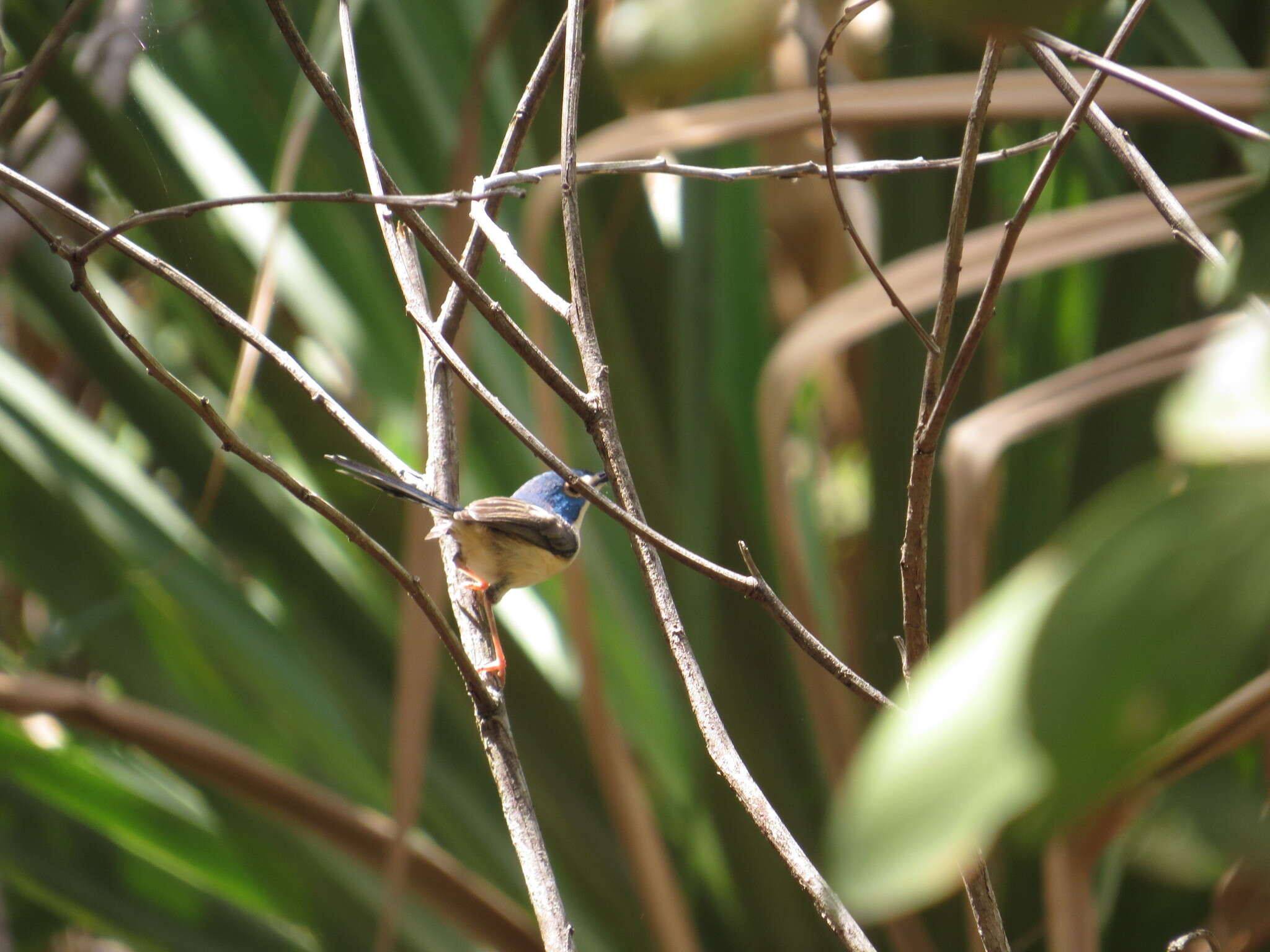 Image of Lovely Fairy-wren