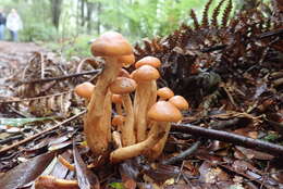 Pholiota malicola (Kauffman) A. H. Sm. 1934 resmi