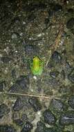 Image of Orinoco lime treefrog