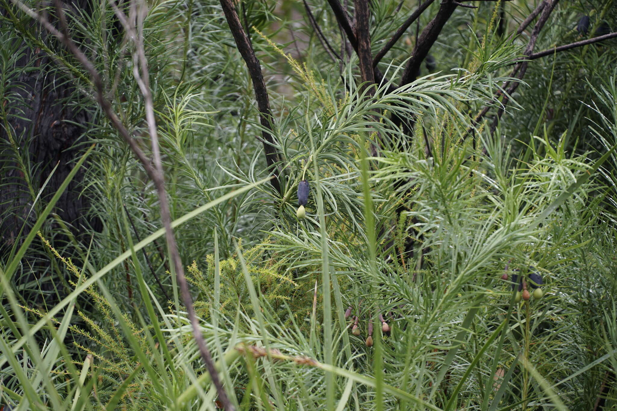 Image of Emu Berry