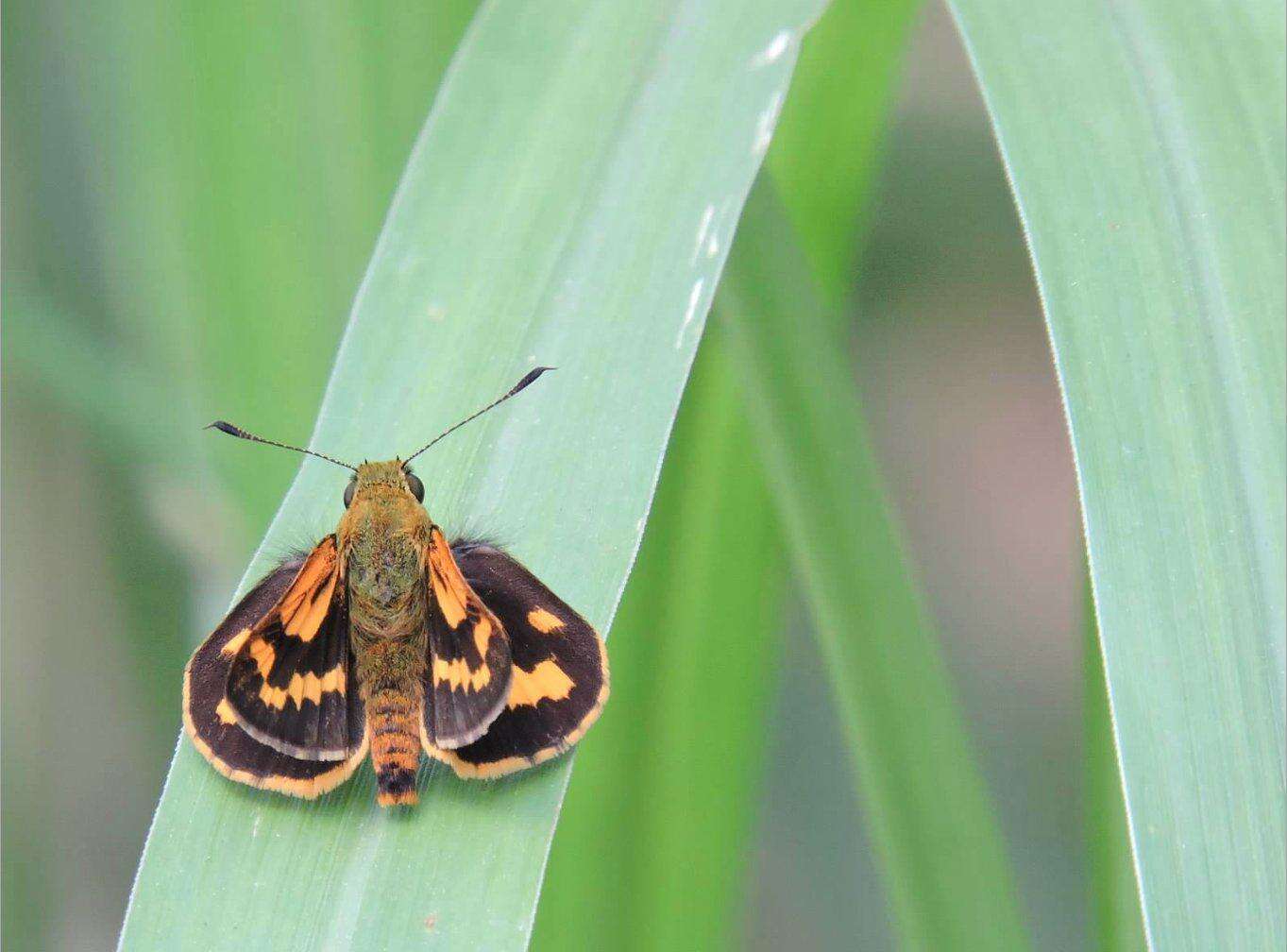 Potanthus trachala Mabille 1878 resmi