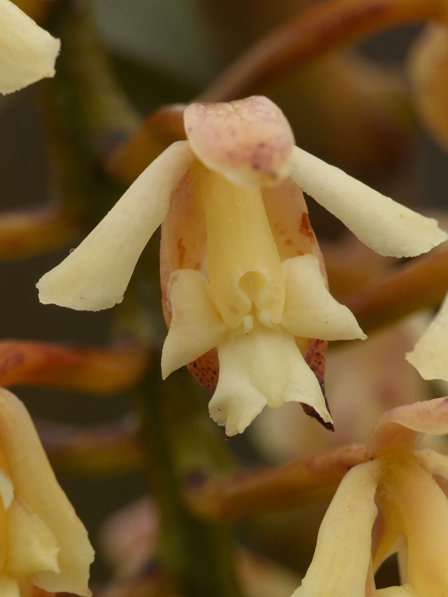 Image of Epidendrum mojandae Schltr.