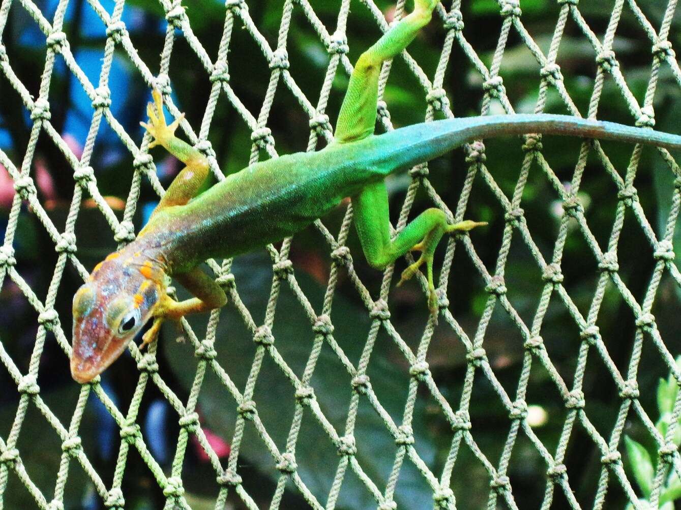 Image of Leopard Anole