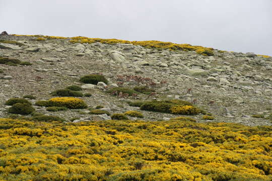 Image of Cytisus oromediterraneus