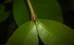 Image of Austrobuxus swainii (Beuzev. & C. T. White) Airy Shaw