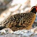 Image of Cabot's Tragopan