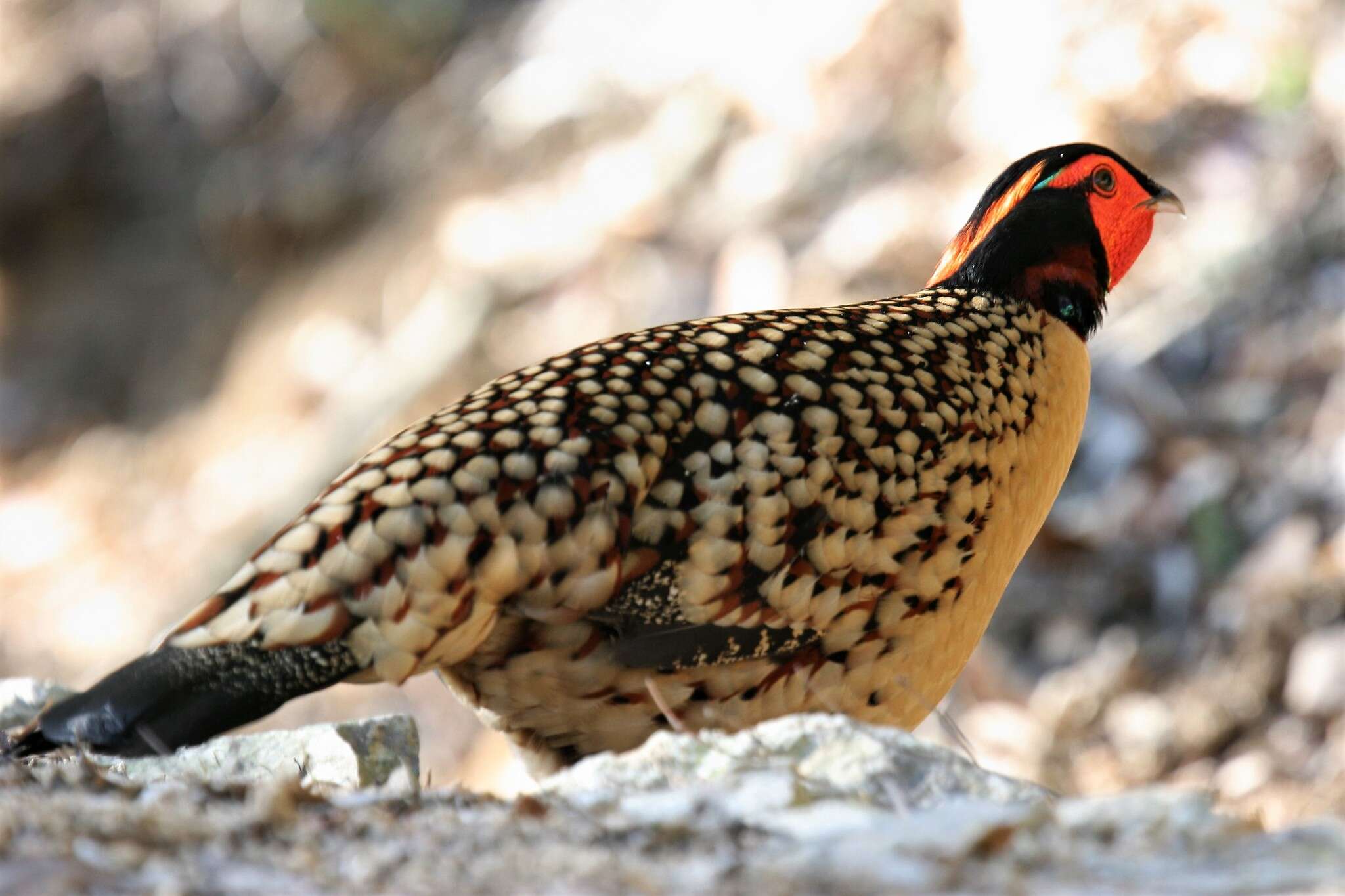 Image of Cabot's Tragopan