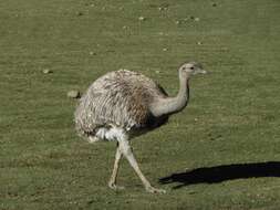 Image of Lesser Rhea