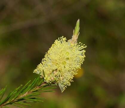 Sivun Callistemon pityoides Miq. kuva