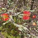 Image of Melaleuca orbifolia (F. Müll.) Craven & R. D. Edwards