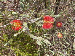 Image of Melaleuca orbifolia (F. Müll.) Craven & R. D. Edwards