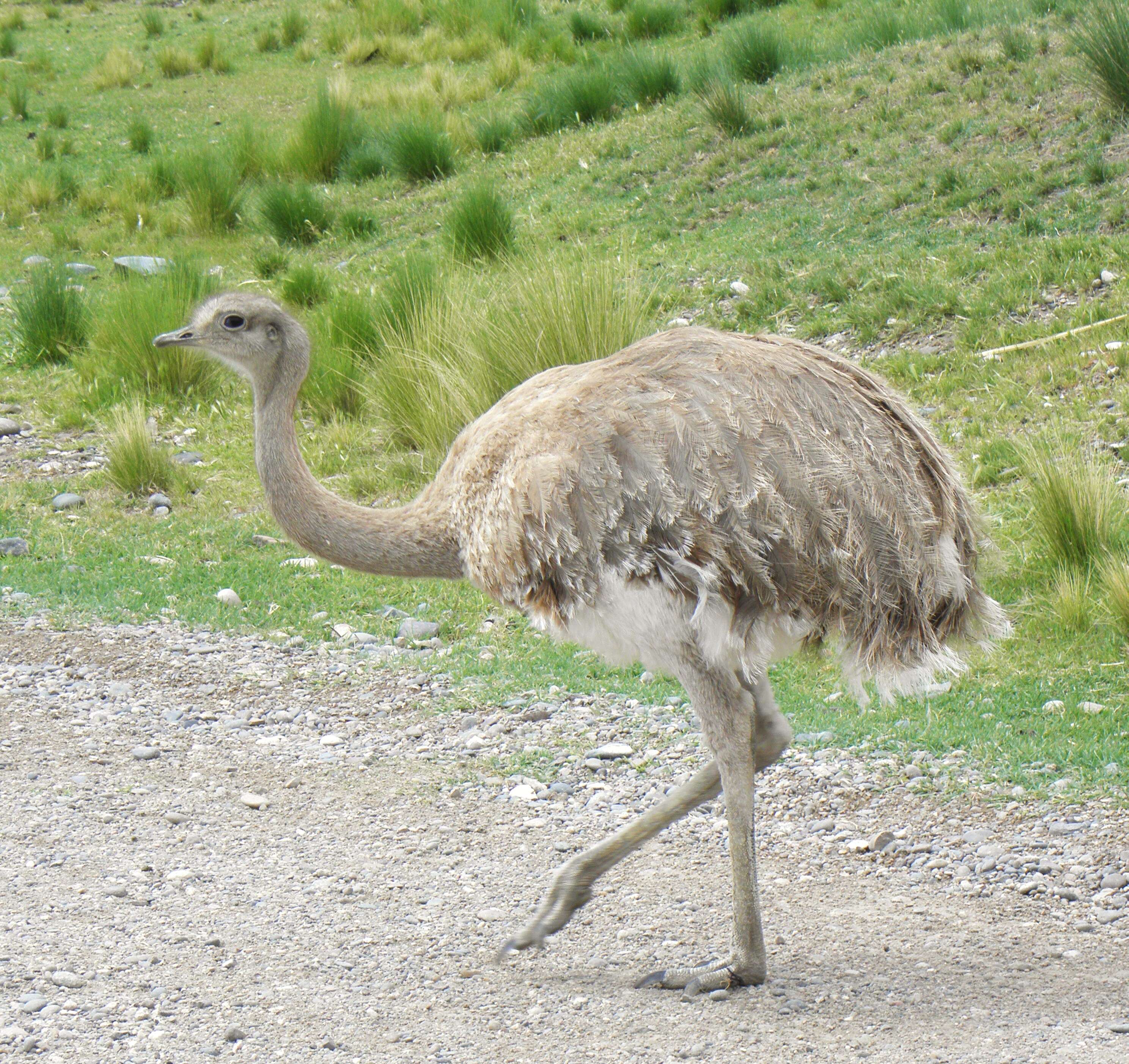 Image of Lesser Rhea