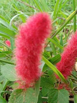 Plancia ëd Acalypha herzogiana Pax & K. Hoffm.