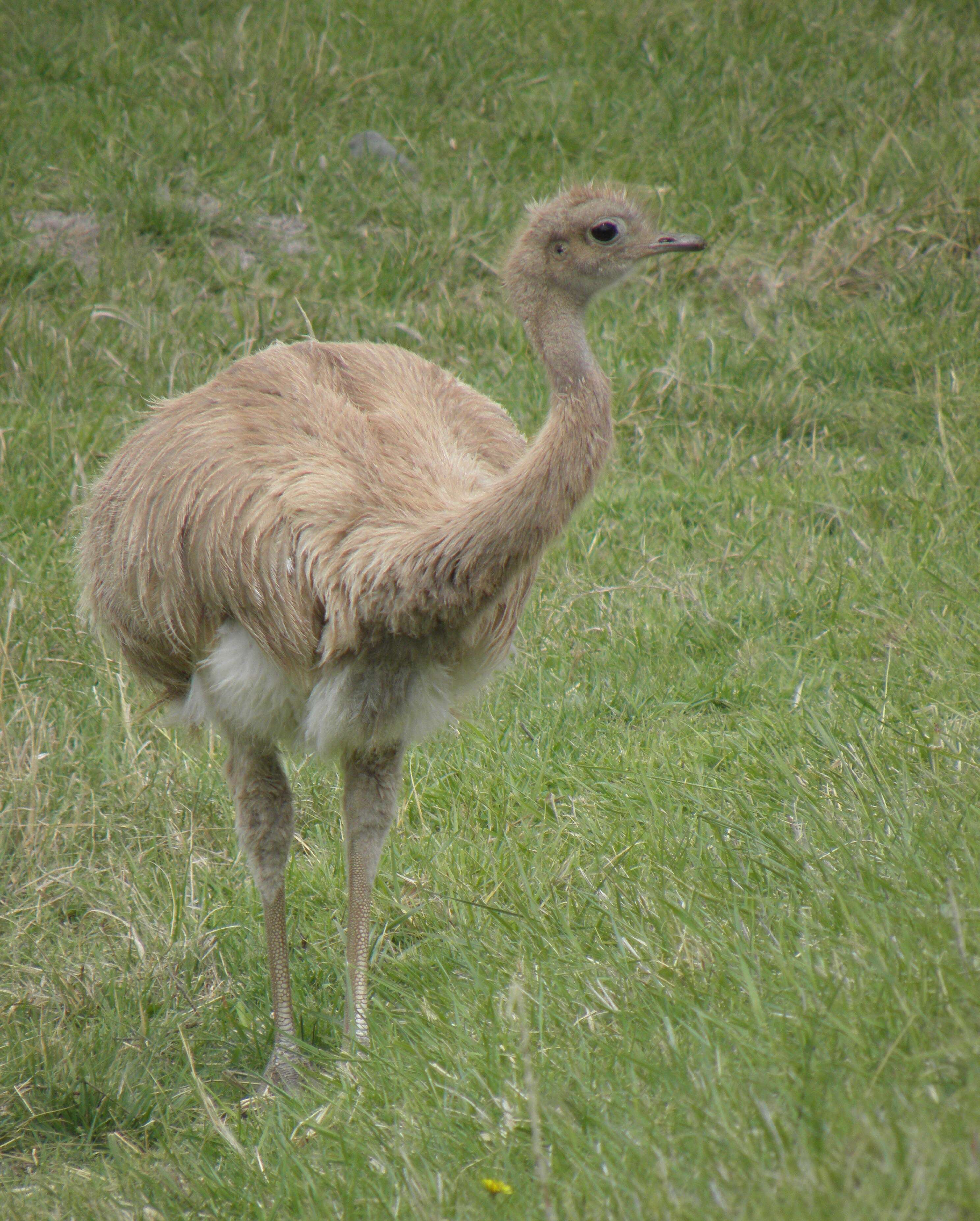 Image of Lesser Rhea