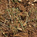 Crocus angustifolius Weston resmi