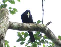 Image of Red-rumped Cacique