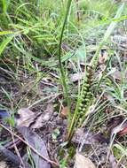 Image of Lomandra micrantha (Endl.) Ewart