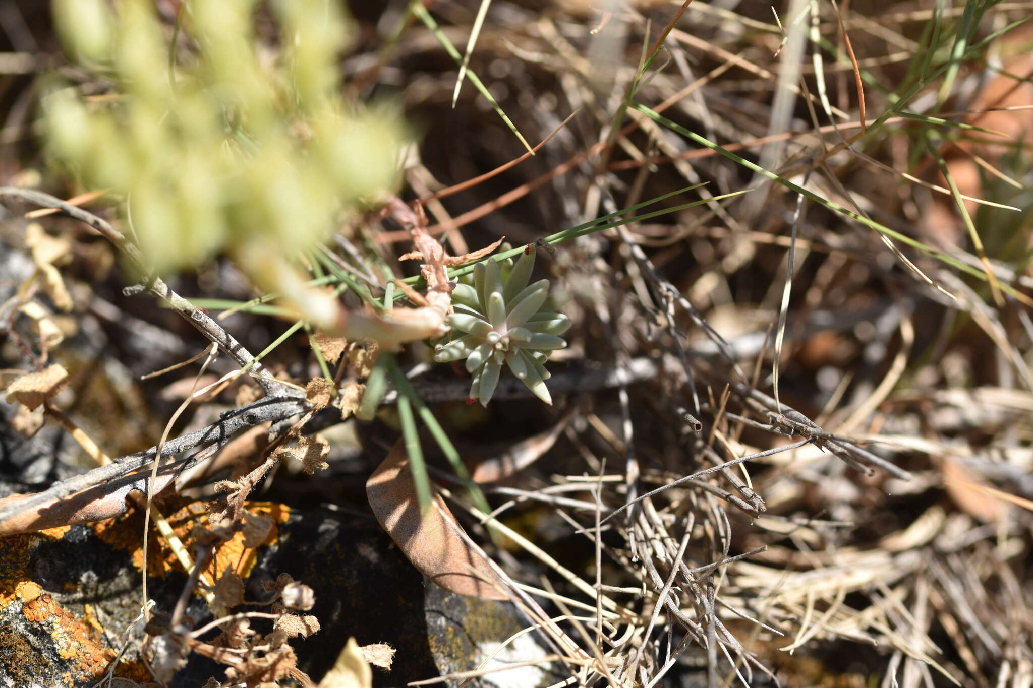 Image of European stonecrop