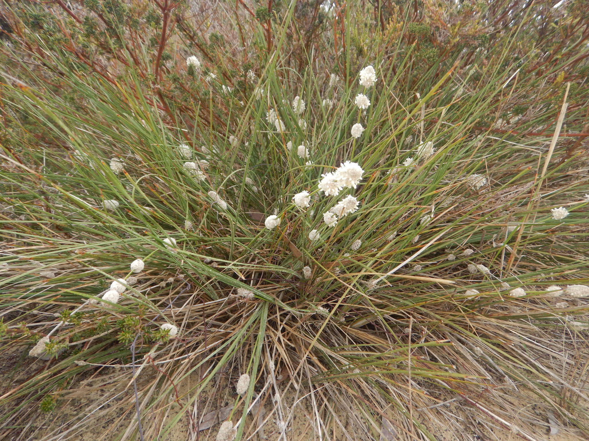 Sivun Lomandra leucocephala (R. Br.) Ewart kuva