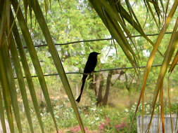 Image of Black Drongo