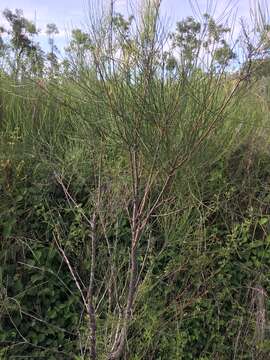 Image of Hakea persiehana F. Müll.