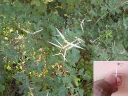 Image of Vachellia leucophloea (Roxb.) Maslin, Seigler & Ebinger