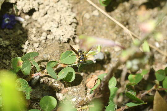 Image de Stenodynerus chinensis