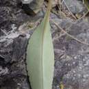 صورة Veronica hulkeana subsp. hulkeana