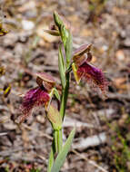 Calochilus robertsonii Benth.的圖片