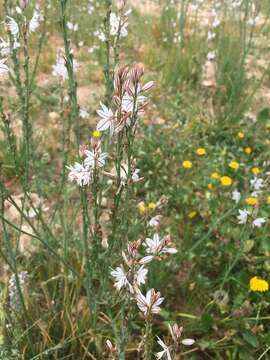 Image of Asphodelus fistulosus subsp. fistulosus