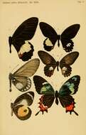 Image of Parides gundlachianus (Felder & Felder 1864)