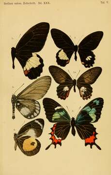 Image of Parides gundlachianus (Felder & Felder 1864)