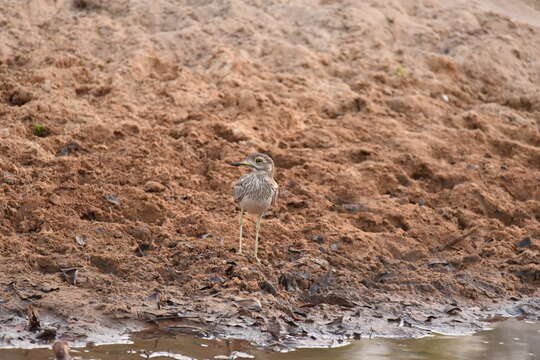 Image of Senegal Thick-knee