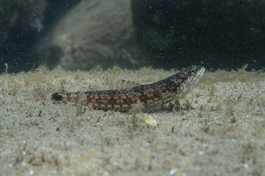 Image of Lighthouse lizardfish