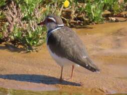 Слика од Charadrius tricollaris tricollaris Vieillot 1818