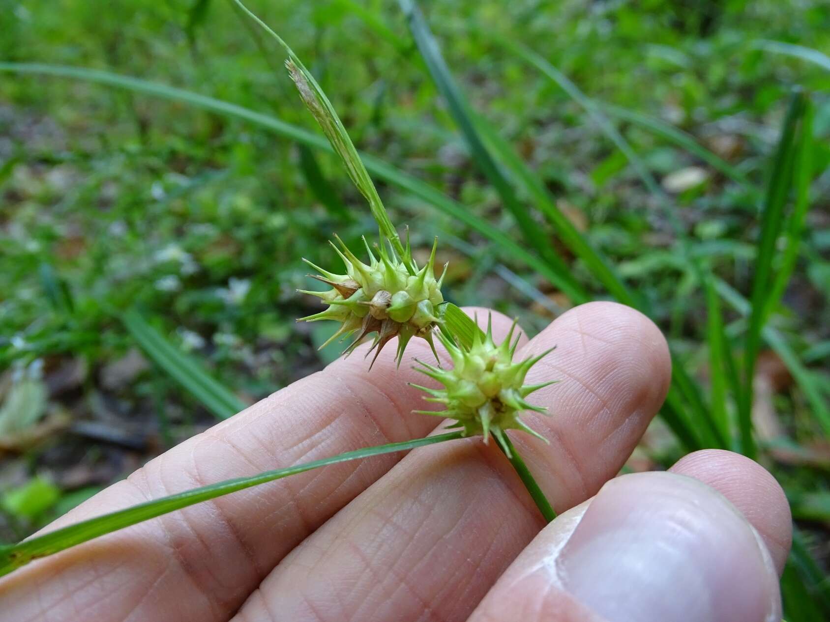 Image of shallow sedge