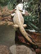 Image of Central bearded dragon