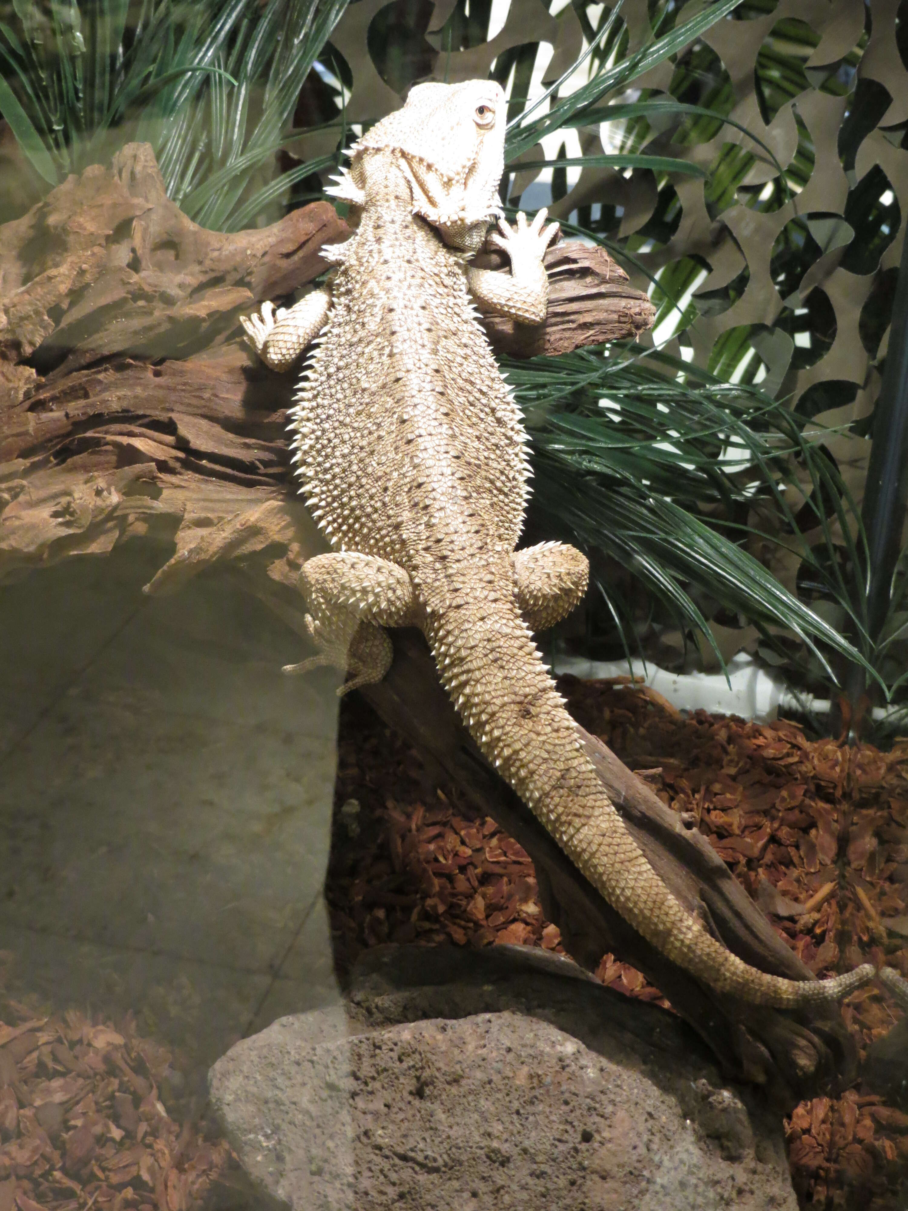 Image of Central bearded dragon